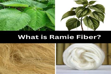  RAMIE: The Sustainable Wonder Fiber for Textiles and Biocomposites?