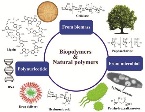  Ketoglutaric Acid: Key Player in Polymer Production and Biodegradable Plastics?